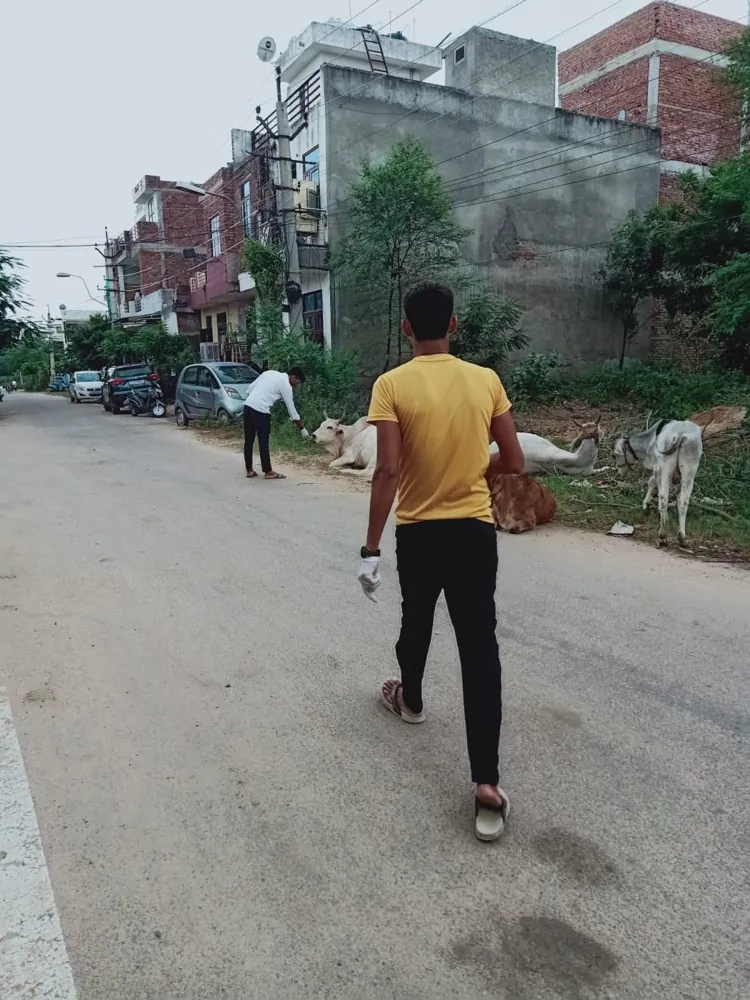 Community Stray Animal Feeding Drive