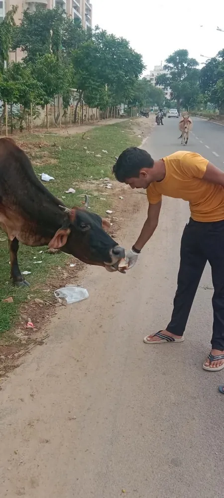 Street Dog Feeding & Medical Triage
