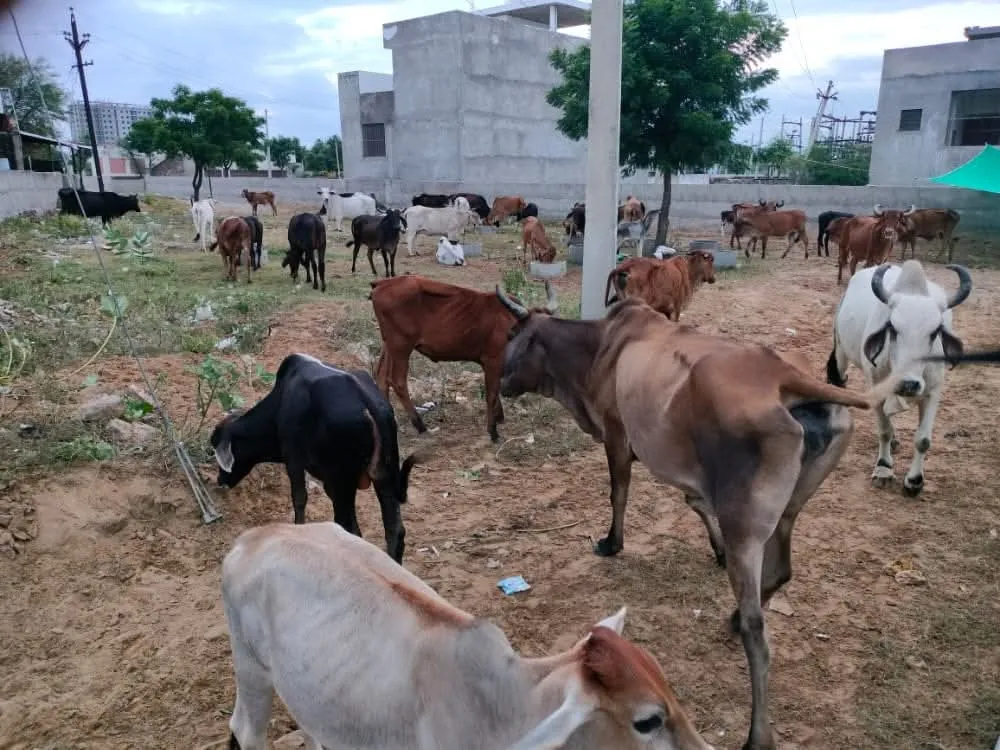 Emergency Rescue & Nourishment Program